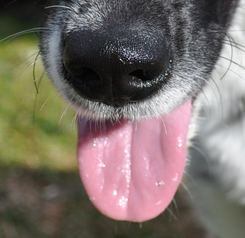 Свесив набок длинный розовый язык. Собака с языком. Собака с длинным языком.