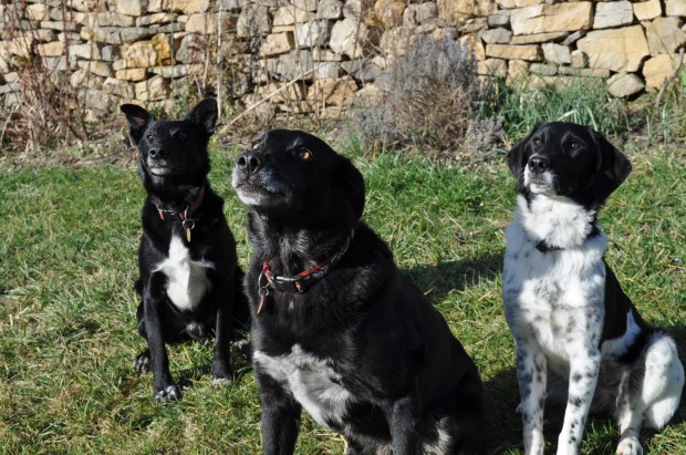 Three Rescue Dogs