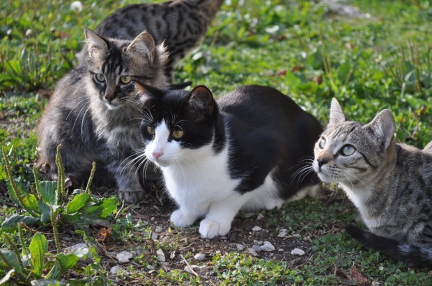 Semi Feral Kittens